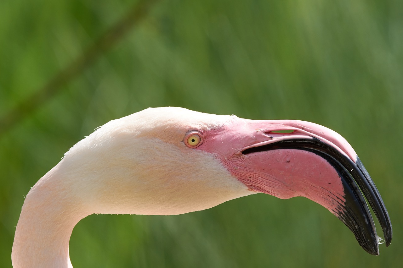 Flamingo,  Paukštis,  Plunksna,  Bill,  Spalvinga,  Plunksnos,  Rožinis,  Egzotiškas,  Vanduo, Nemokamos Nuotraukos