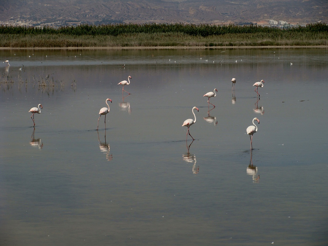 Flamingo,  Gyvūnijos,  Paukštis,  Iberijos Pietryčius, Nemokamos Nuotraukos,  Nemokama Licenzija