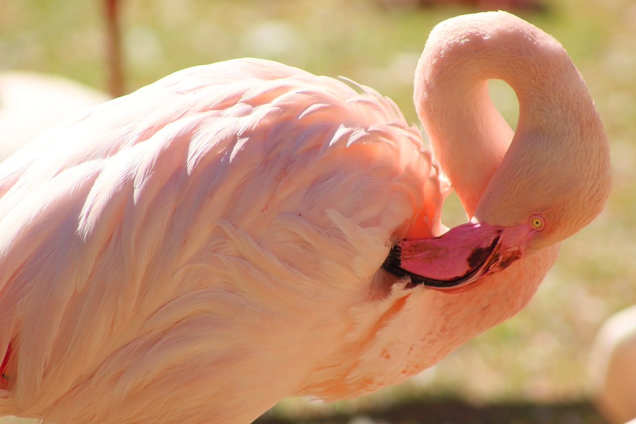Flamingo,  Plunksna,  Spalvinga,  Plunksnos,  Paukštis,  Snapas,  Paukščių, Nemokamos Nuotraukos,  Nemokama Licenzija