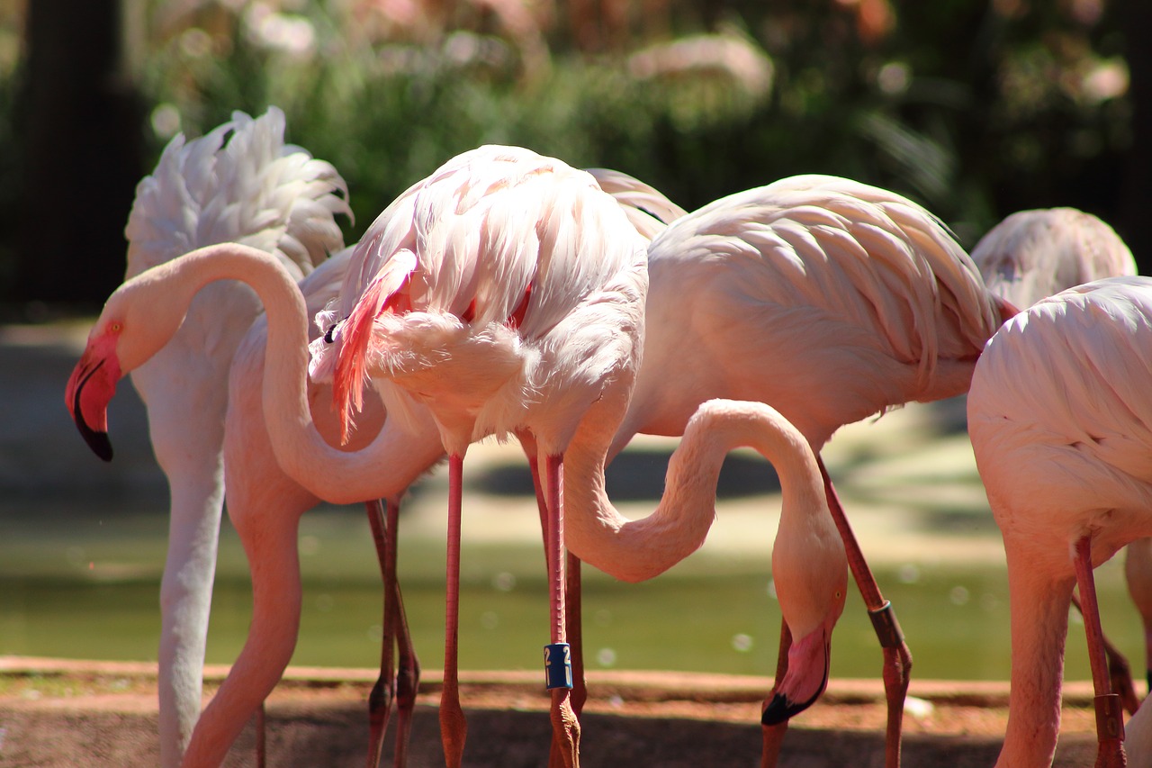 Flamingo,  Paukštis,  Gyvūnas,  Pobūdį,  Snapas,  Spalvinga,  Plunksnos,  Rožinis,  Paukščių,  Plunksna