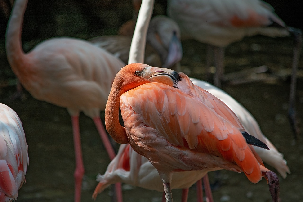 Flamingo,  Paukštis,  Lašiša,  Pasididžiavimas,  Plunksnos,  Gyvūnijos Pasaulyje,  Bill,  Pobūdį,  Egzotiškas, Nemokamos Nuotraukos