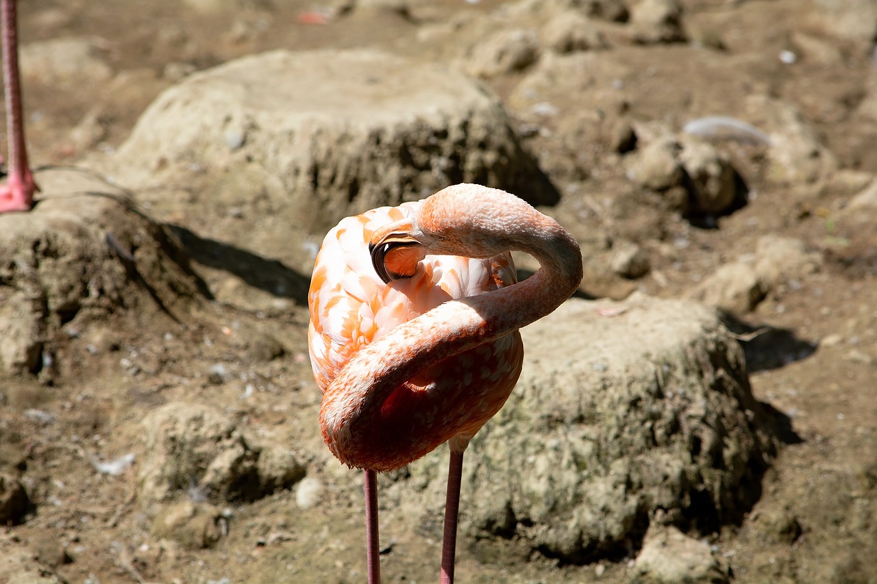 Flamingo,  Paukštis,  Lašiša,  Pasididžiavimas,  Plunksnos,  Gyvūnijos Pasaulyje,  Bill,  Pobūdį,  Egzotiškas, Nemokamos Nuotraukos