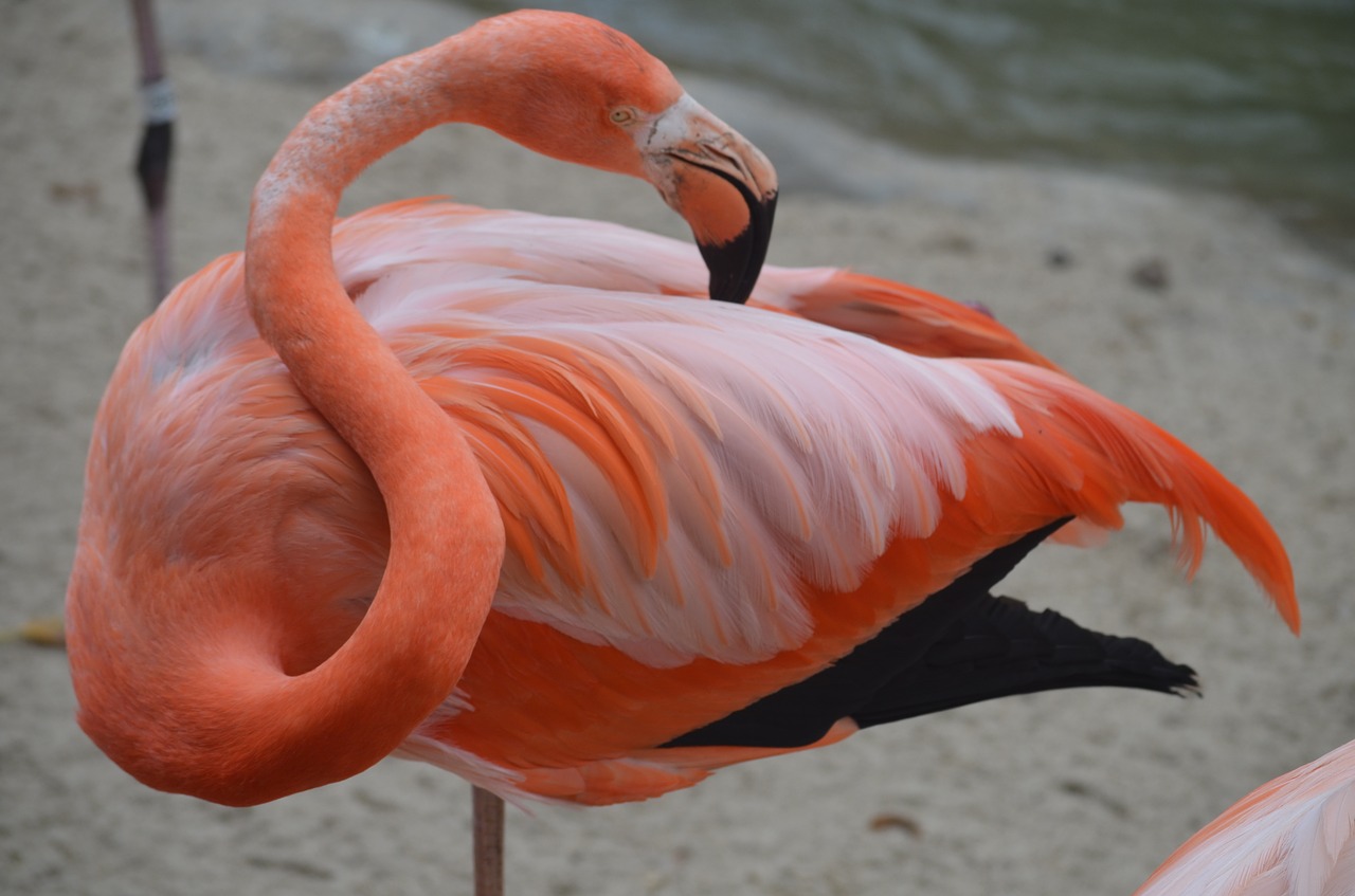 Flamingo,  San Diego Zoo,  Rožinis,  Tropical,  Pobūdį,  California,  Amerika,  Zoo,  San,  Diego