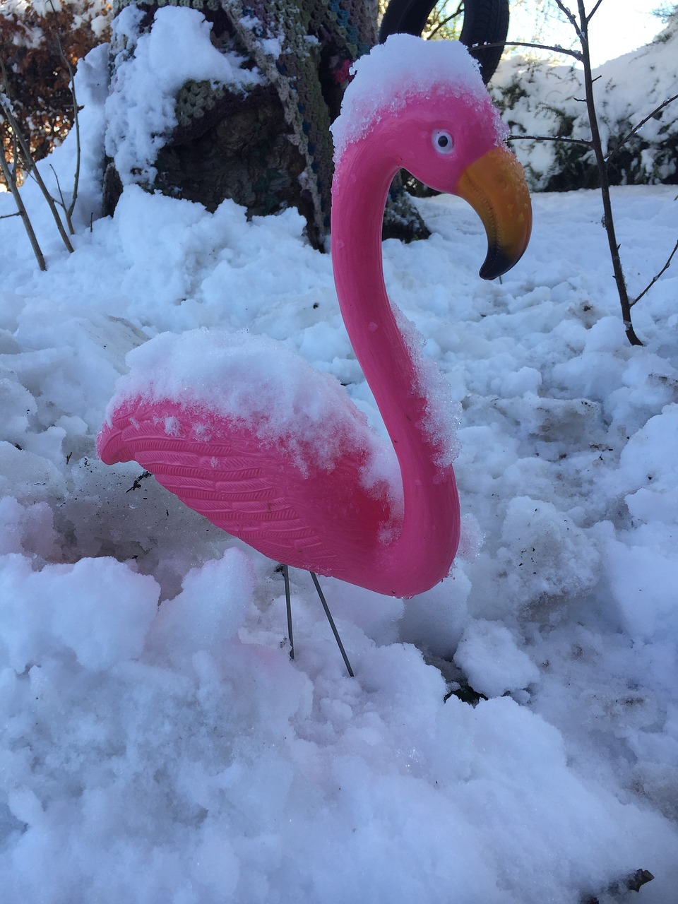 Flamingo,  Žiemos,  Sniegas,  Herefordshire,  Sodo,  Kraštovaizdis,  Šalto,  Atšiaurus,  Baltos Spalvos,  Lauke