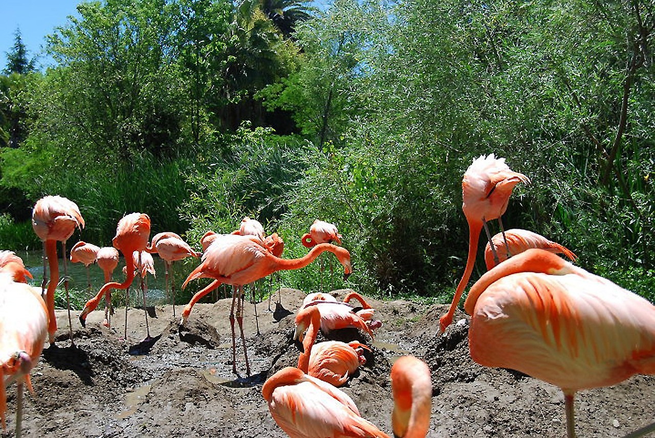 Flamingo, Paukščiai, Egzotiškas, Atogrąžų, Aukštas, Laukinė Gamta, Rožinis, Plumėjimas, Ganymas, Maitinimas