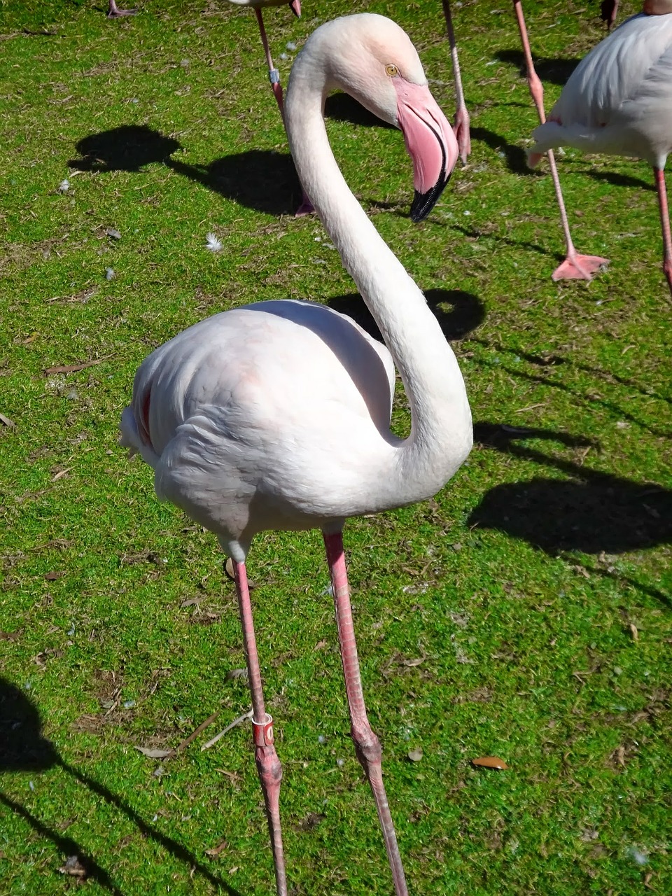 Flamingo, Paukštis, Zoologijos Sodas, Rožinis, Gamta, Laukinė Gamta, Laukiniai, Plunksna, Gyvūnas, Egzotiškas