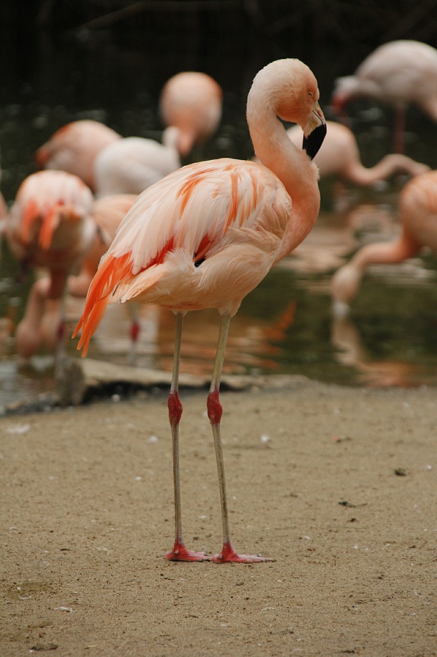 Flamingo, Mažesnis, Rožinis, Balta, Paukštis, Wader, Pelkė, Pelkės, Krantas, Ilgai