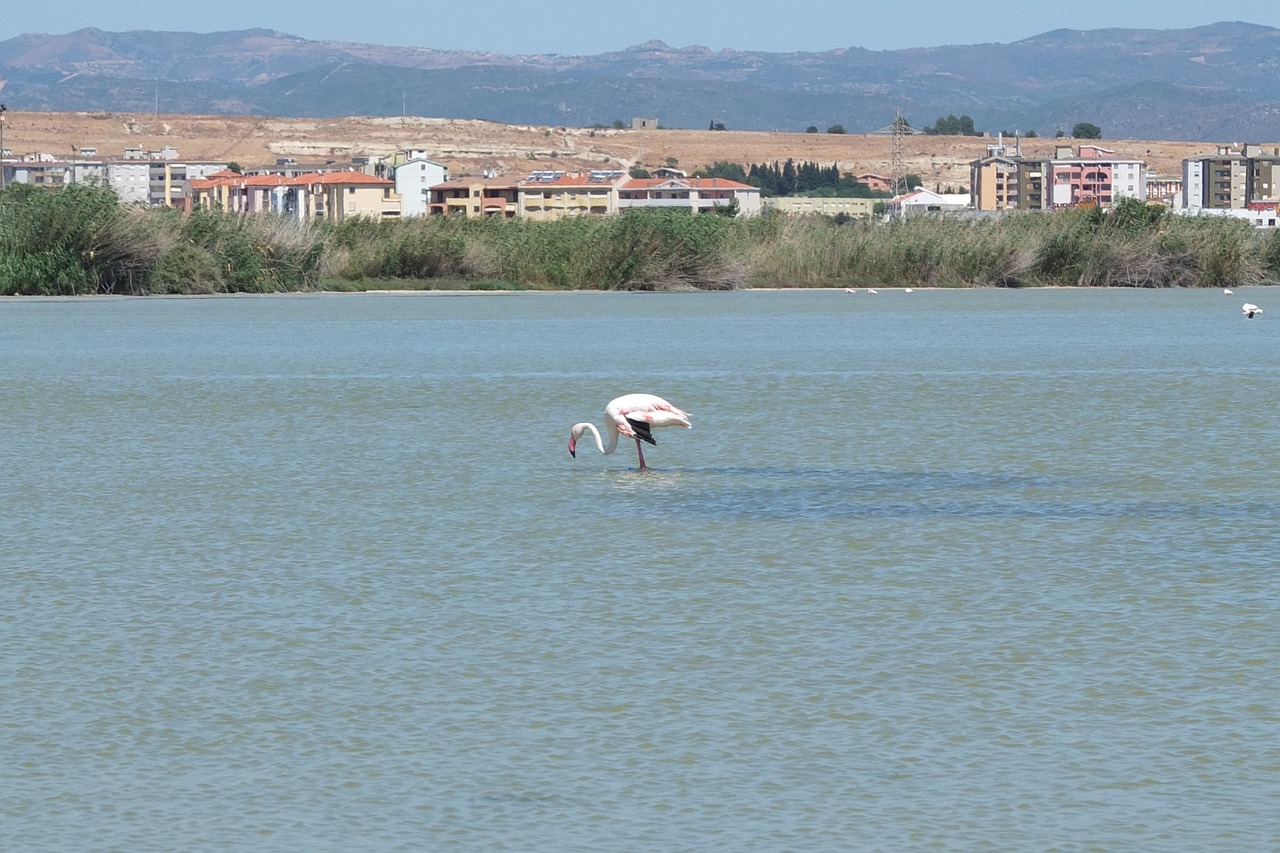 Flamingo, Fiziologinis Tirpalas, Quartu Santelena, Sardinija, Vanduo, Nemokamos Nuotraukos,  Nemokama Licenzija