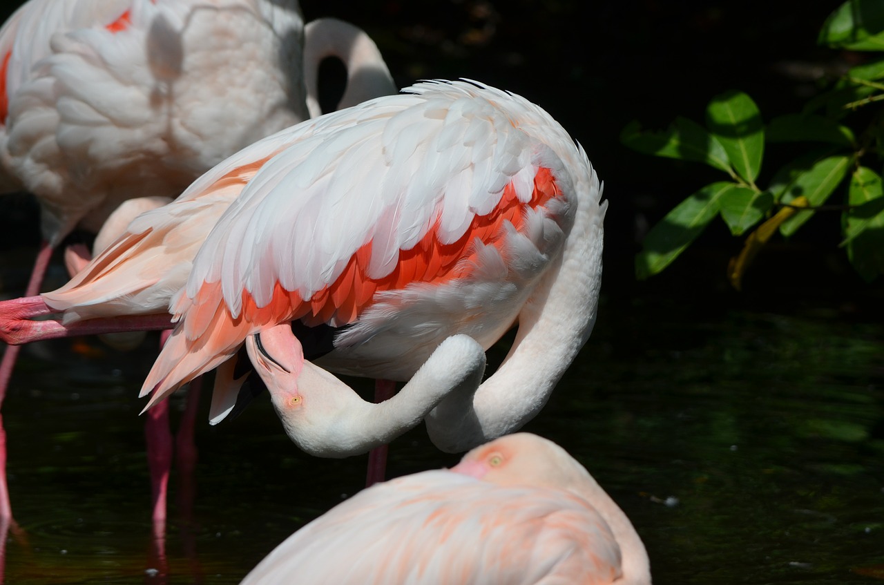 Flamingo, Paukštis, Plumėjimas, Plunksna, Vandens Paukštis, Rožinis, Nemokamos Nuotraukos,  Nemokama Licenzija