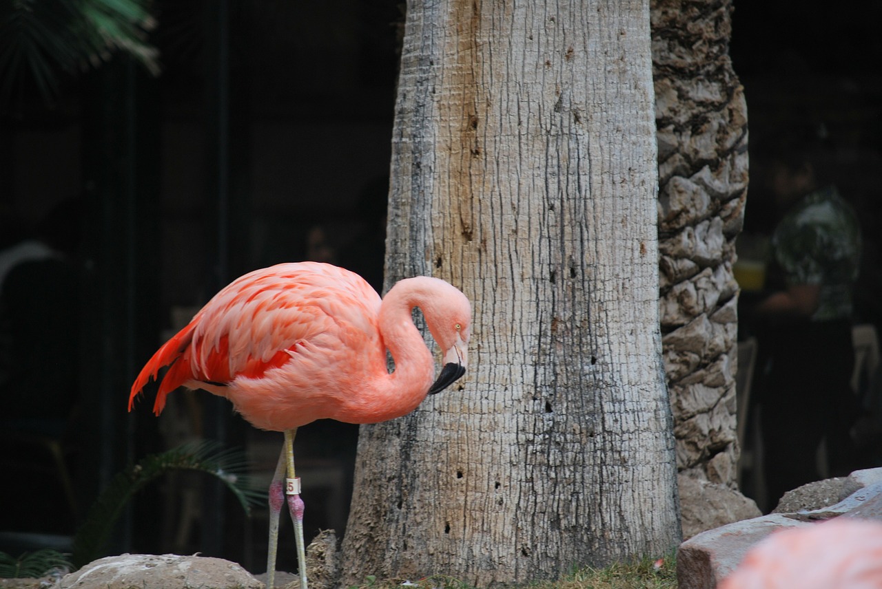 Flamingo, Rožinis, Paukštis, Egzotiškas, Laukinė Gamta, Atogrąžų, Nemokamos Nuotraukos,  Nemokama Licenzija