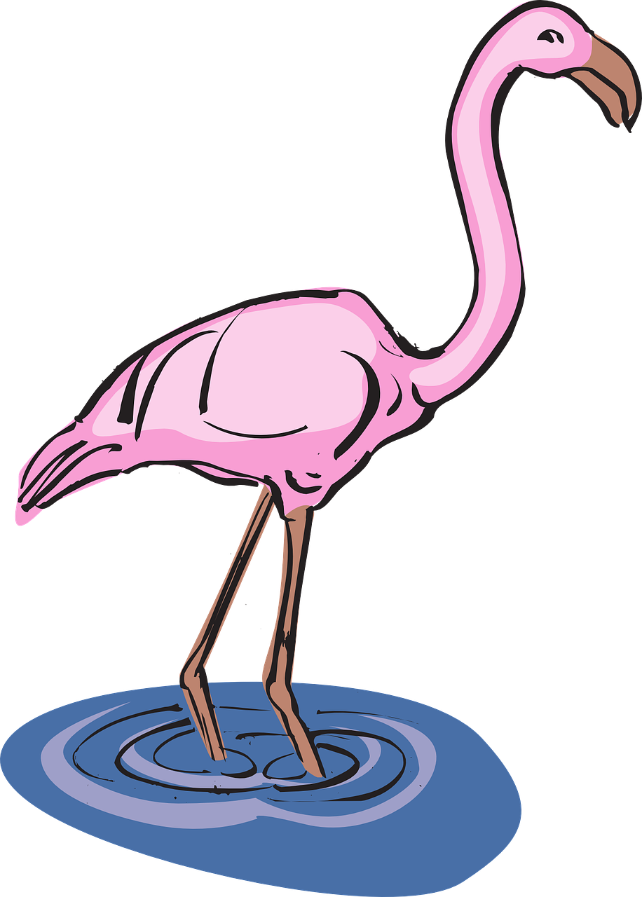 Flamingo, Vanduo, Paukštis, Sparnai, Ilgai, Kaklas, Stovintis, Kojos, Fauna, Egzotiškas
