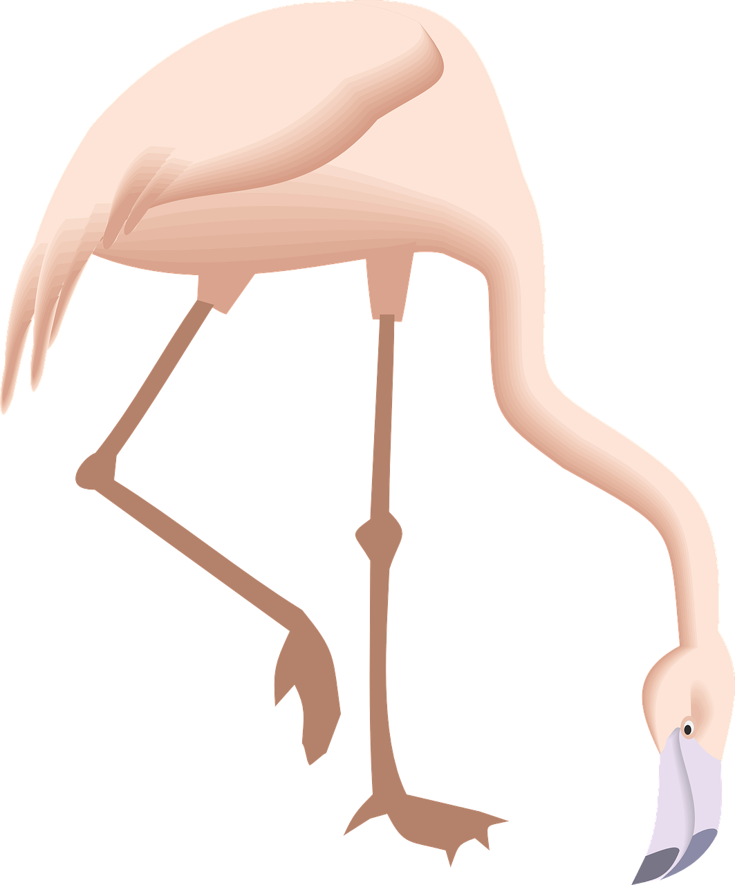 Flamingo, Lenkimas, Žemyn, Paukštis, Sparnai, Ilgai, Kaklas, Kojos, Plunksnos, Nemokama Vektorinė Grafika