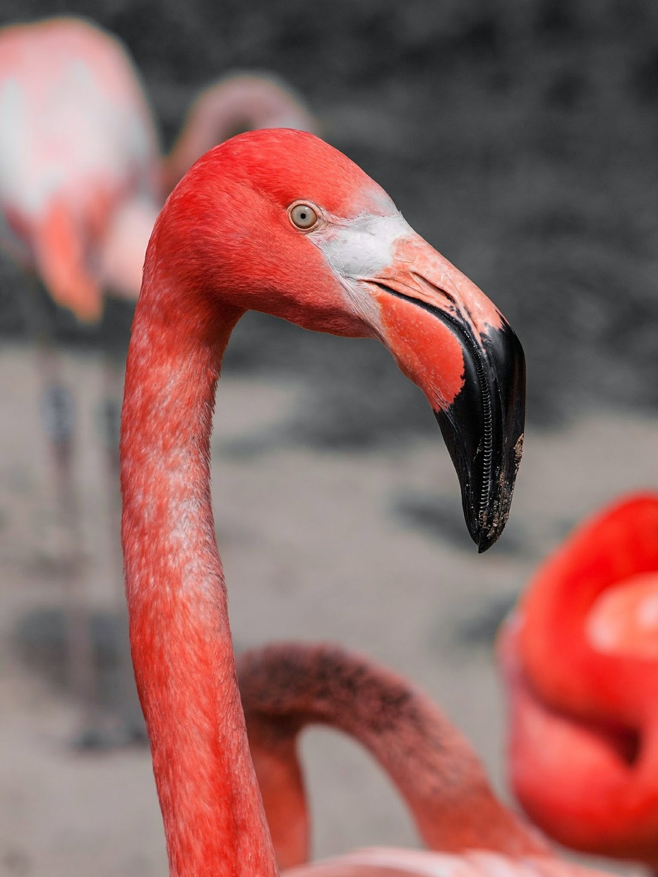 Paukštis, Flamingo, Rožinis, Raudona, Ilgas Kaklas, Gyvūnas, Nemokamos Nuotraukos,  Nemokama Licenzija