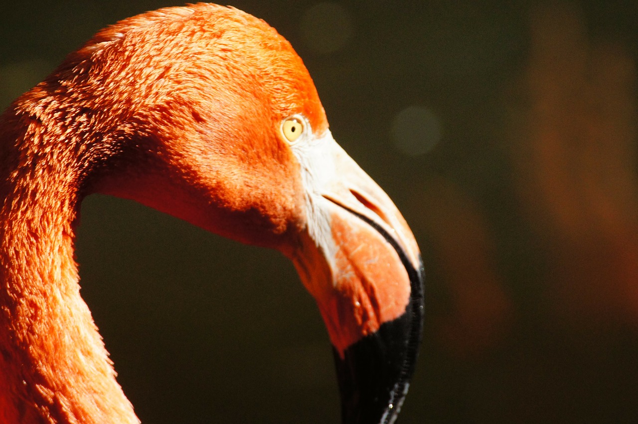Flamingo, Gyvūnai, Gamta, Paukštis, Rožinis, Nemokamos Nuotraukos,  Nemokama Licenzija
