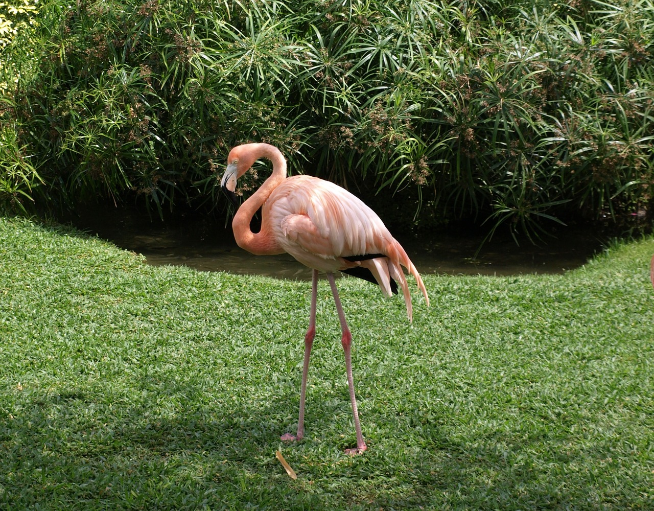 Flamingo, Gamta, Paukštis, Gyvūnas, Nemokamos Nuotraukos,  Nemokama Licenzija