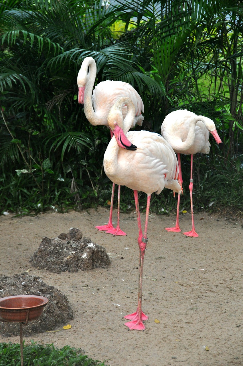 Flamingo, Rožinis Flamingas, Paukščiai, Zoologijos Sodas, Gamta, Nemokamos Nuotraukos,  Nemokama Licenzija