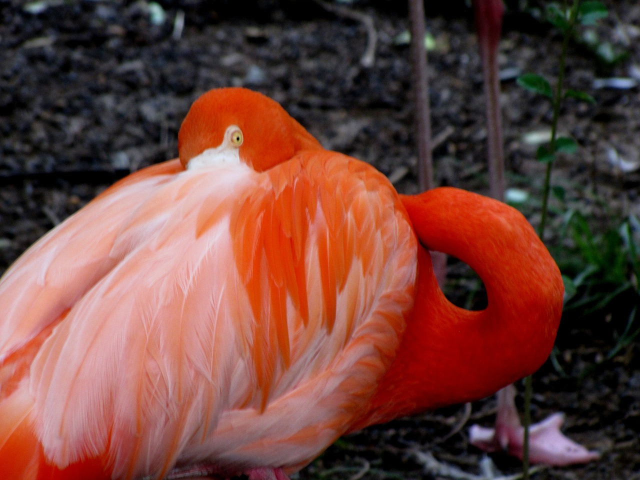 Flamingo, Paukštis, Gyvūnas, Rožinis, Laukinė Gamta, Egzotiškas, Atogrąžų, Natūralus, Snapas, Plunksna