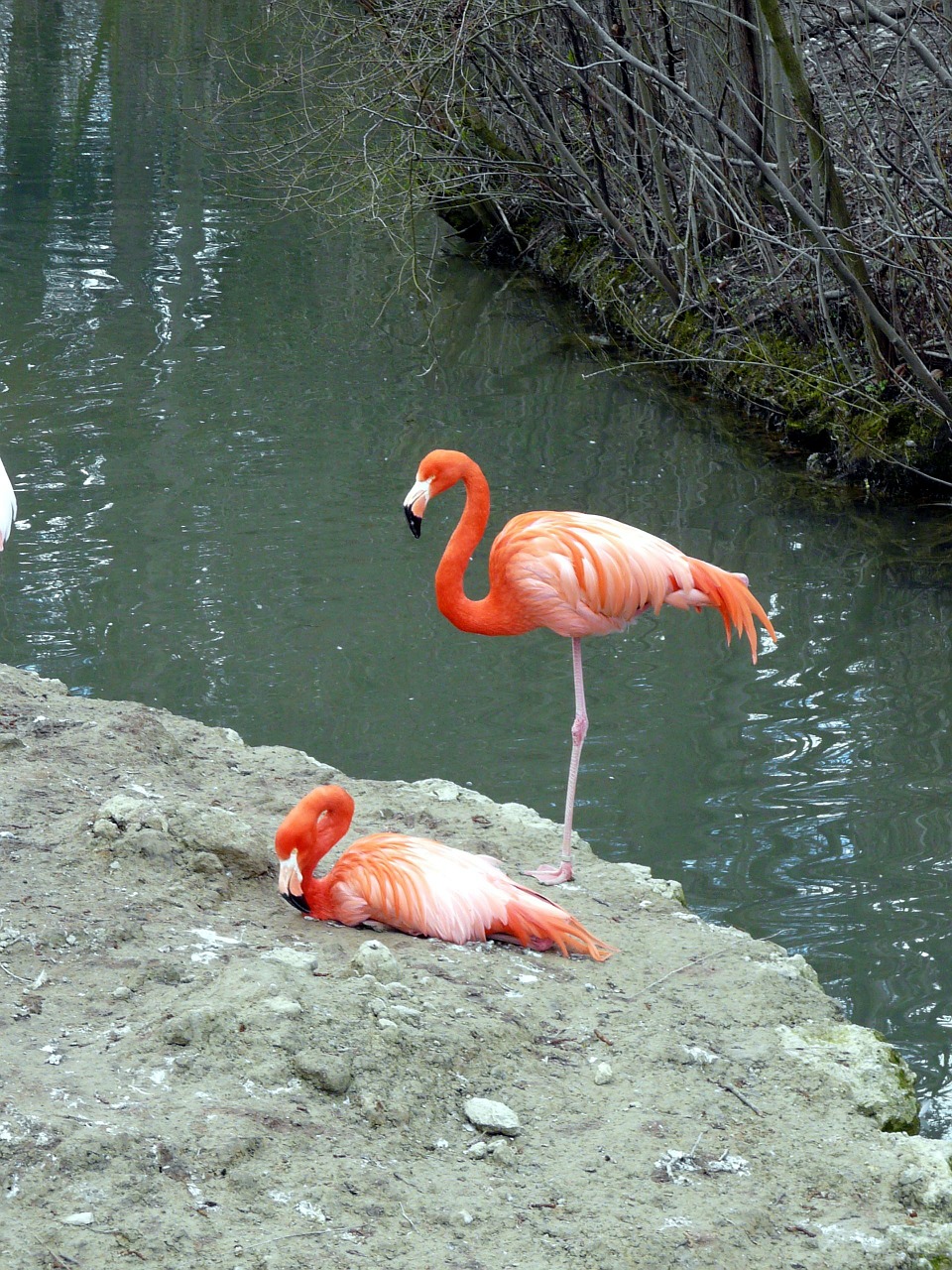 Flamingo, Paukštis, Gyvūnas, Nemokamos Nuotraukos,  Nemokama Licenzija