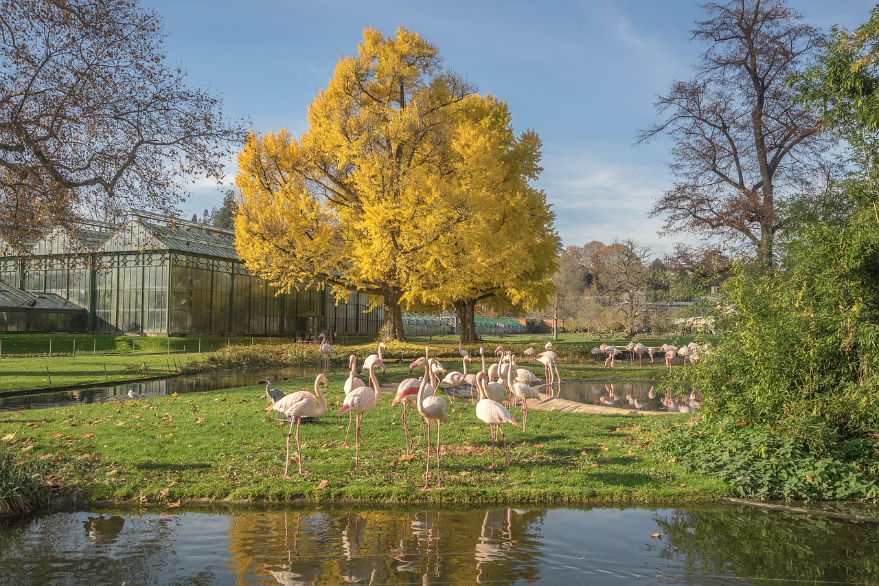 Flamingo, Gyvūnai, Paukščiai, Rūšis, Gamta, Rožinis, Vandens Paukštis, Zoologijos Sodas, Egzotiškas, Gyvūnų Pasaulis