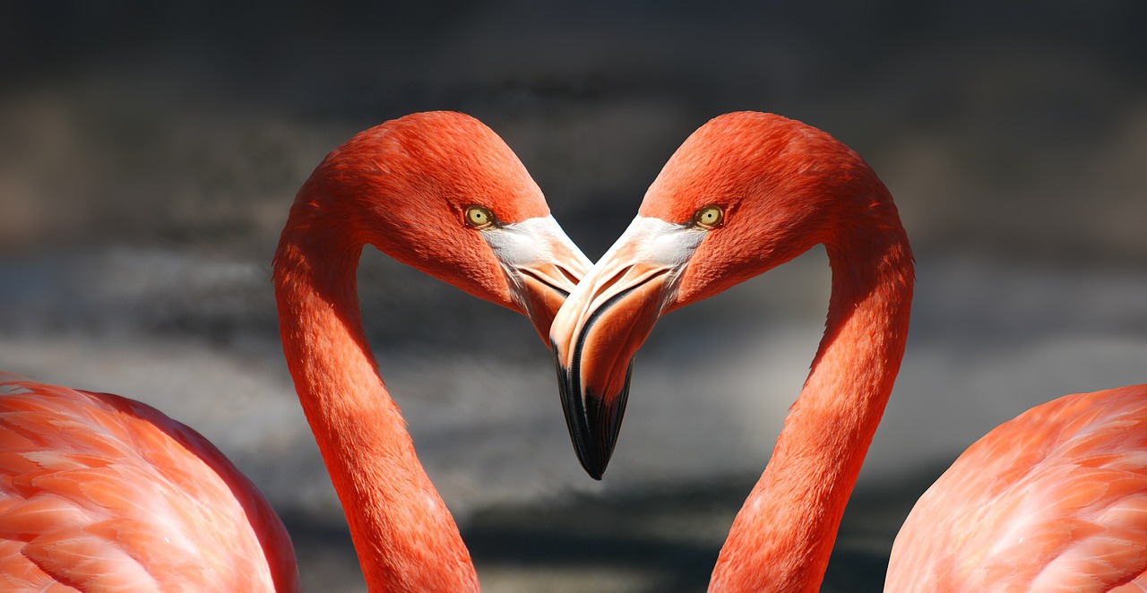 Flamingo, Valentine, Širdis, Valentino Diena, Meilė, Romantiškas, Mėgėjai, Raudona, Oranžinė, Lašiša Rožinė