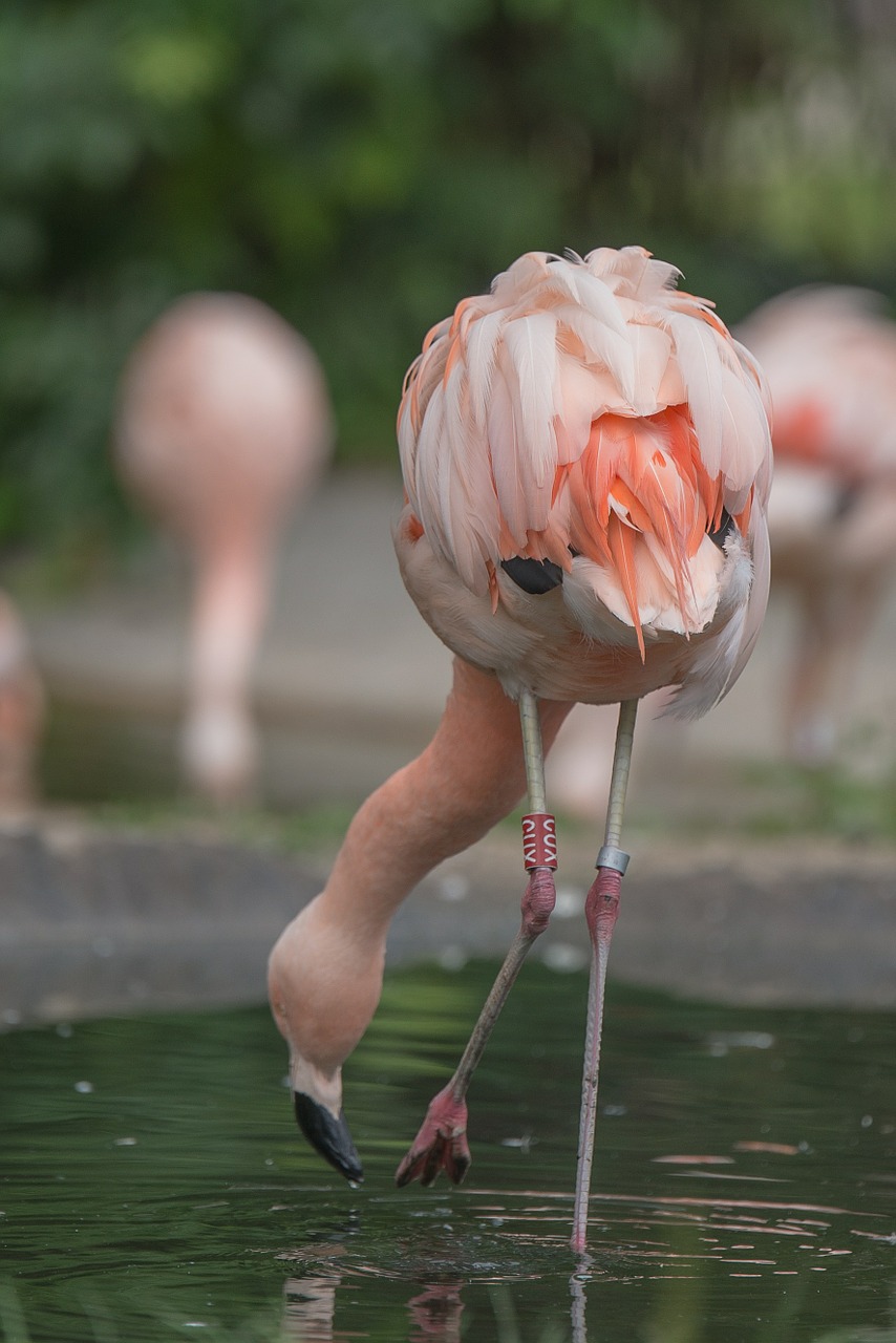Flamingo, Gyvūnas, Rožinis, Paukštis, Gamta, Vandens Paukštis, Zoologijos Sodas, Egzotiškas, Laukinės Gamtos Fotografija, Gyvūnų Pasaulis