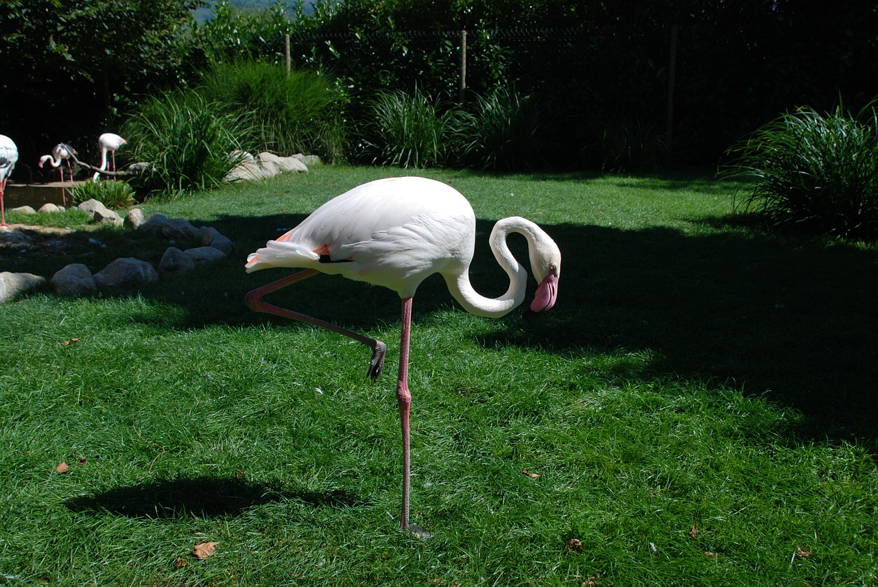 Flamingo, Paukščiai, Rožinis, Balta, Zoologijos Sodas, Nemokamos Nuotraukos,  Nemokama Licenzija