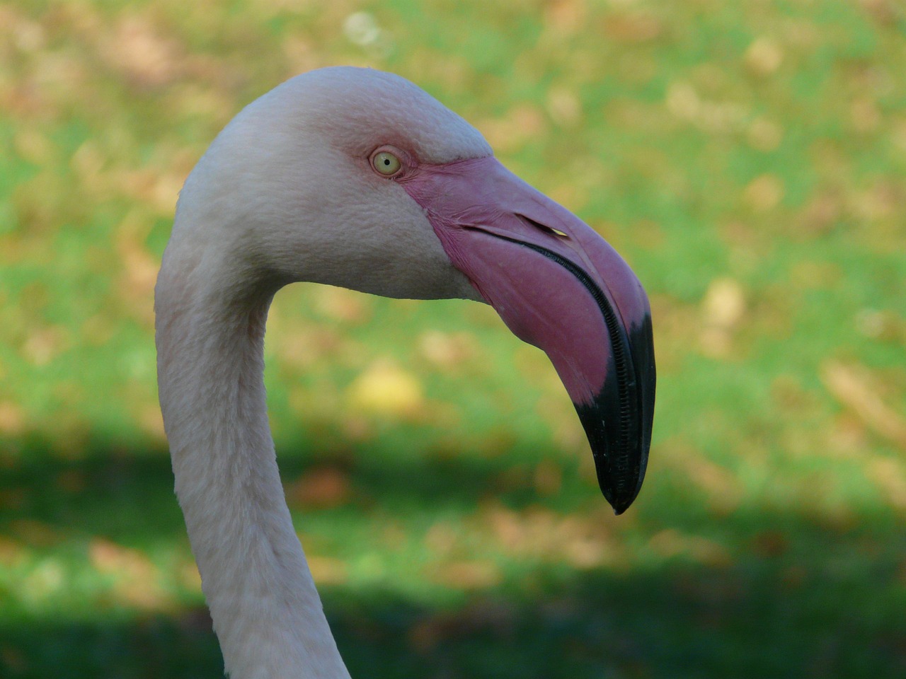 Flamingo, Sąskaitą, Drenažo Sąskaitą, Fenikopteriformas, Phoenicopteridae, Paukščiai, Kaklas, Galva, Ilgai, Vaizdas