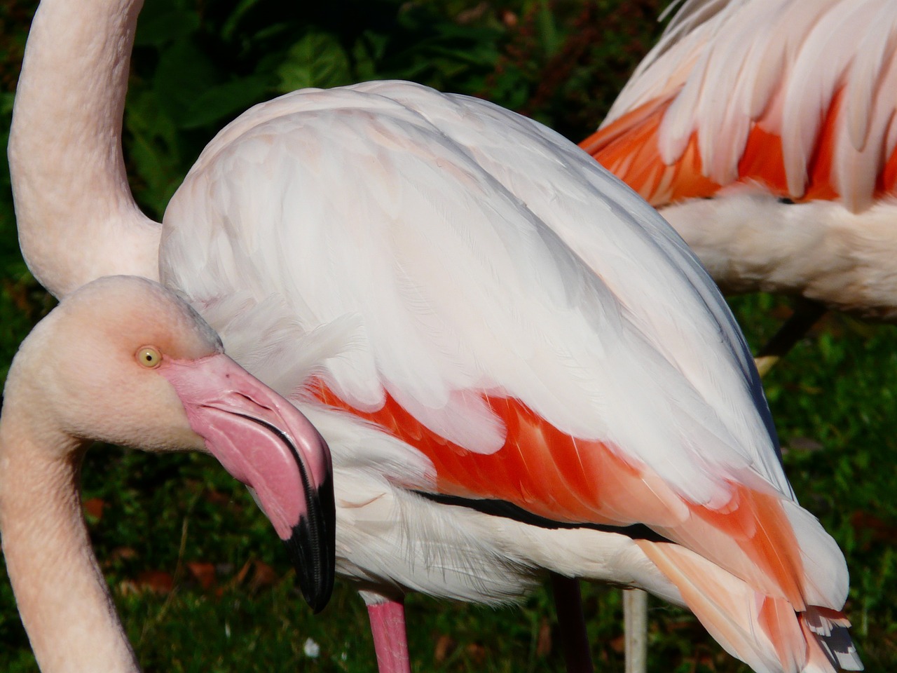 Flamingo, Plumėjimas, Balta, Raudona, Plunksna, Oranžinė, Rožinis, Spalvinga, Fenikopteriformas, Phoenicopteridae