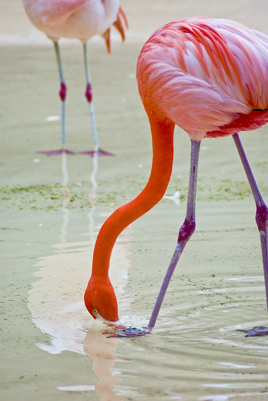 Flamingo, Zoologijos Sodas, Naujas, Paukščiai, Gamta, Naujas Miestas, Parkas, Gyvūnas, Mielas, Lauke