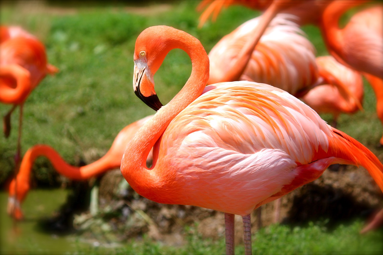 Flamingo, Paukštis, Rožinis, Gamta, Gyvūnas, Laukinė Gamta, Laukiniai, Atogrąžų, Zoologijos Sodas, Snapas