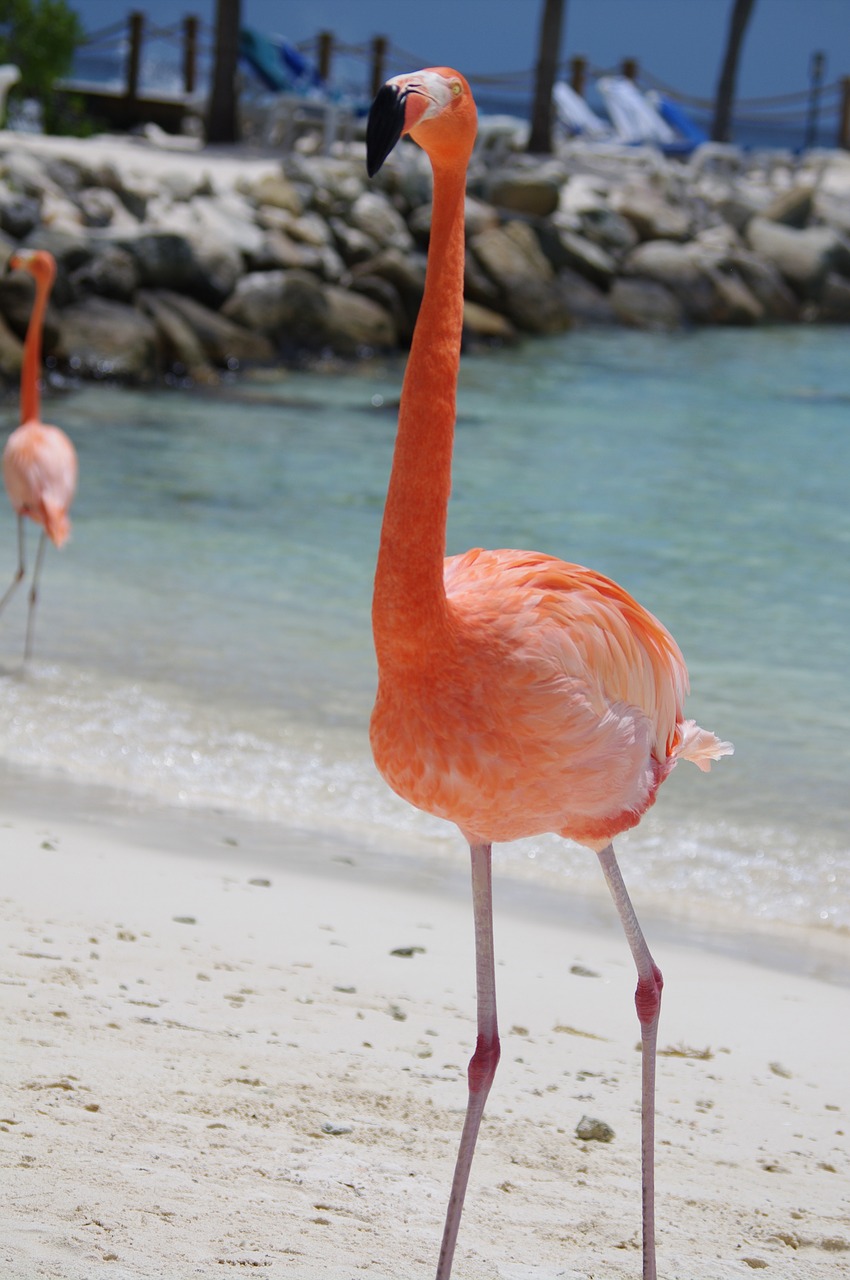 Flamingo, Papludimys, Vasara, Aruba, Nemokamos Nuotraukos,  Nemokama Licenzija