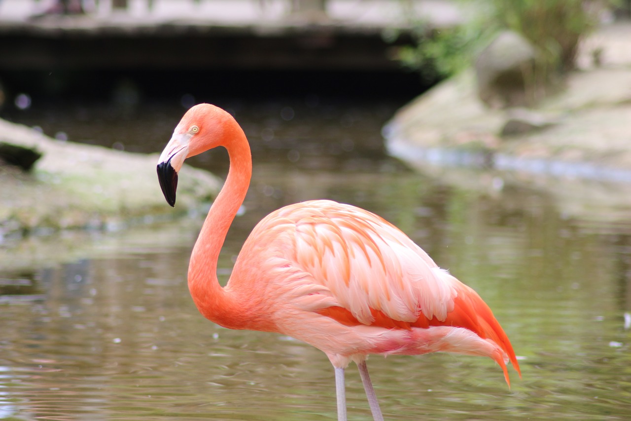 Flamingo, Gyvūnas, Rožinis, Nemokamos Nuotraukos,  Nemokama Licenzija