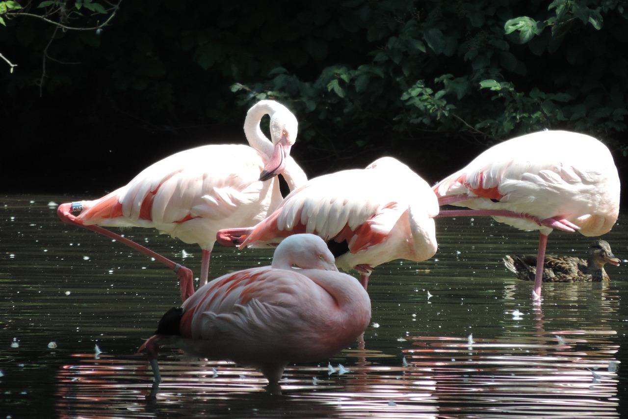 Flamingo, Paukščiai, Zoo Augsburg, Gaubtas, Gyvūnas, Zoologijos Sodas, Stovintis, Nemokamos Nuotraukos,  Nemokama Licenzija