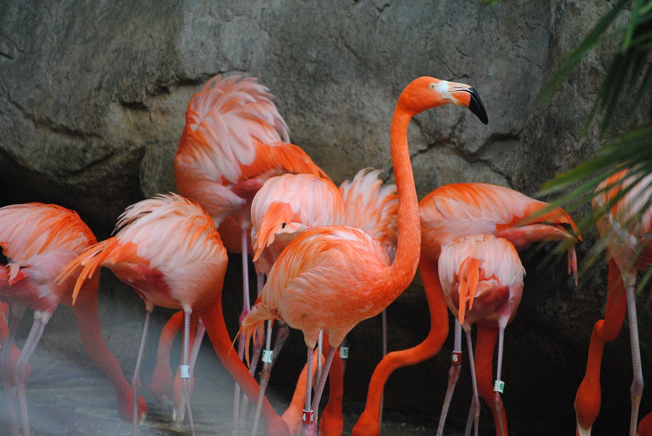 Flamingo, Rožinis, Paukštis, Gyvūnas, Gamta, Laukinė Gamta, Egzotiškas, Laukiniai, Vanduo, Kaklas