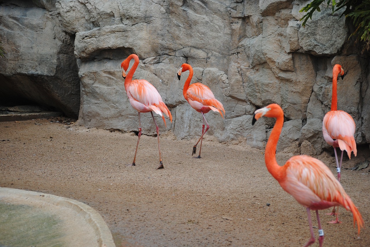 Flamingo, Rožinis, Paukštis, Gyvūnas, Gamta, Laukinė Gamta, Egzotiškas, Laukiniai, Vanduo, Kaklas