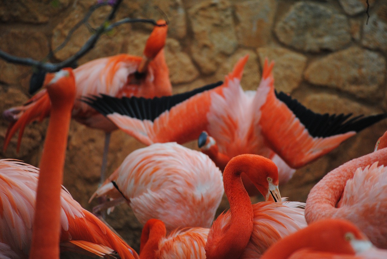 Flamingo, Rožinis, Paukštis, Gyvūnas, Gamta, Laukinė Gamta, Egzotiškas, Laukiniai, Vanduo, Kaklas