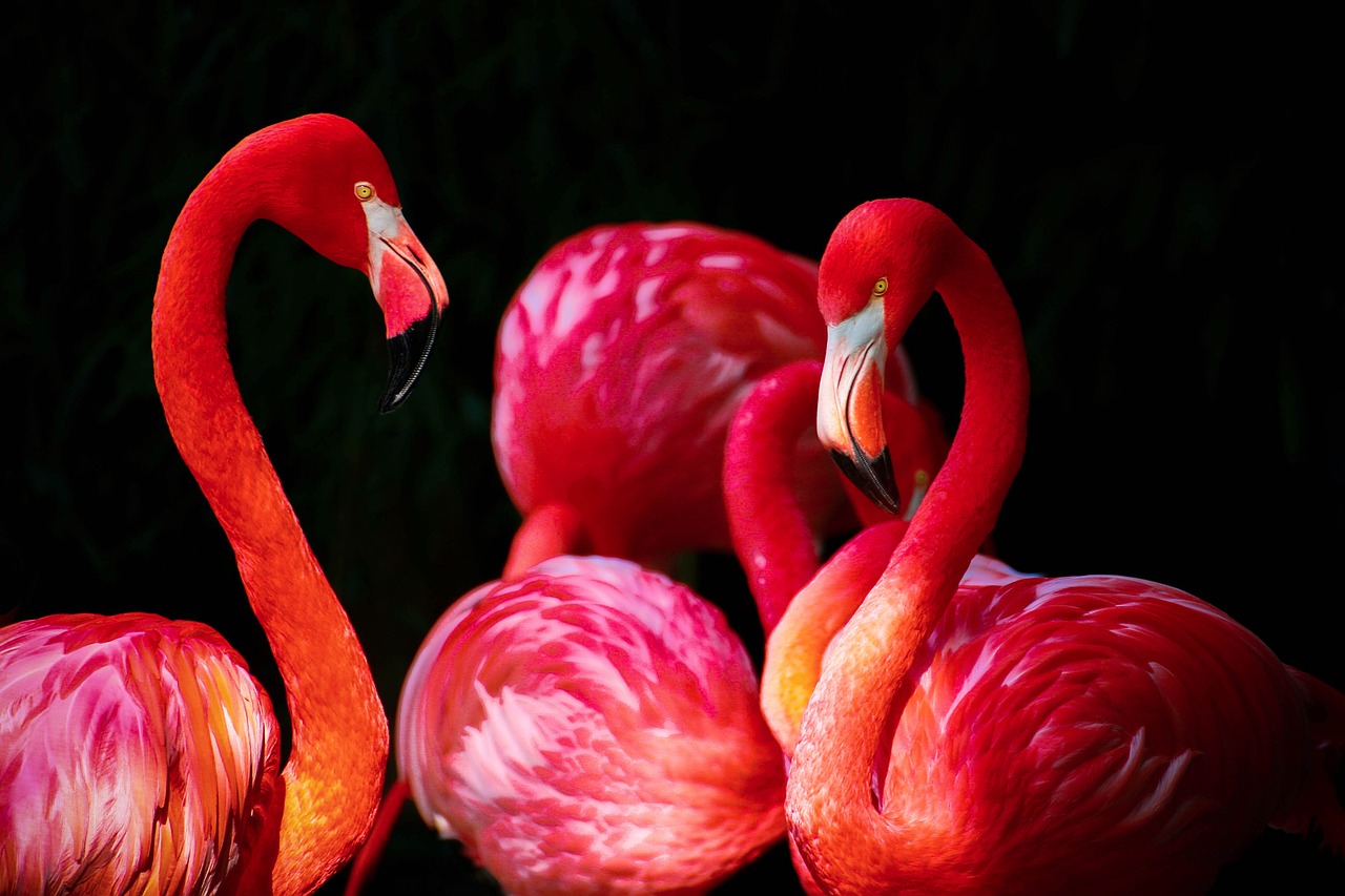 Flamingo, Phoenicopterus, Flamingos, Phoenicopteriformes, Karibų Flamingas, Phoenicopterus Ruber, Raudona, Parkas, B, Spalvos