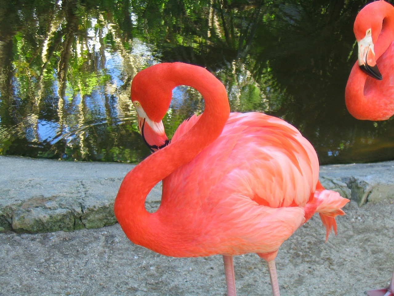 Flamingo,  Paukštis,  Atogrąžų,  Laukinė Gamta,  Rožinis, Nemokamos Nuotraukos,  Nemokama Licenzija