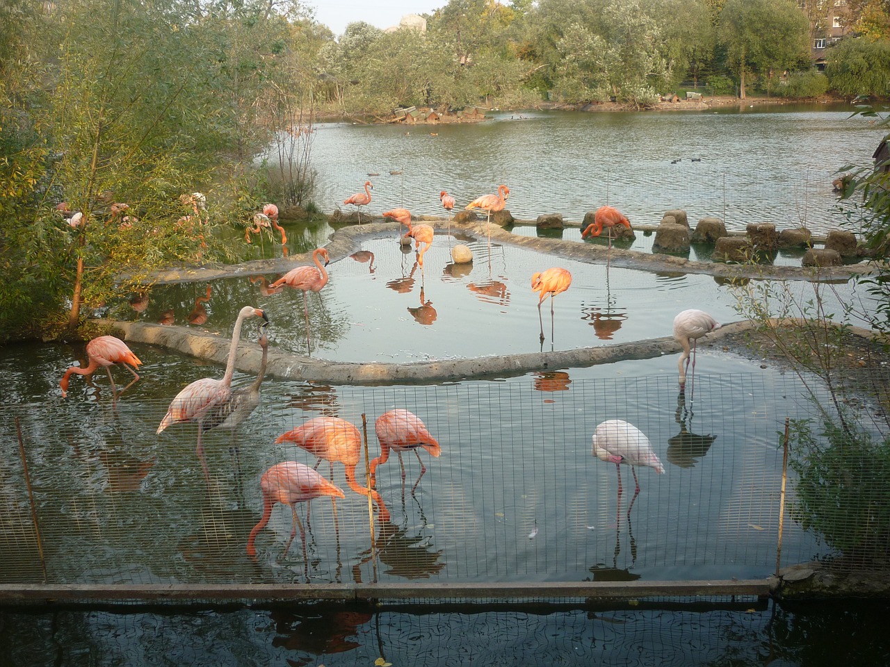 Flamingo,  Zoologijos Sodas,  Tvenkinys,  Rožinis Flamingas,  Gamta,  Gyvūnai,  Paukštis,  Paukščiai, Nemokamos Nuotraukos,  Nemokama Licenzija