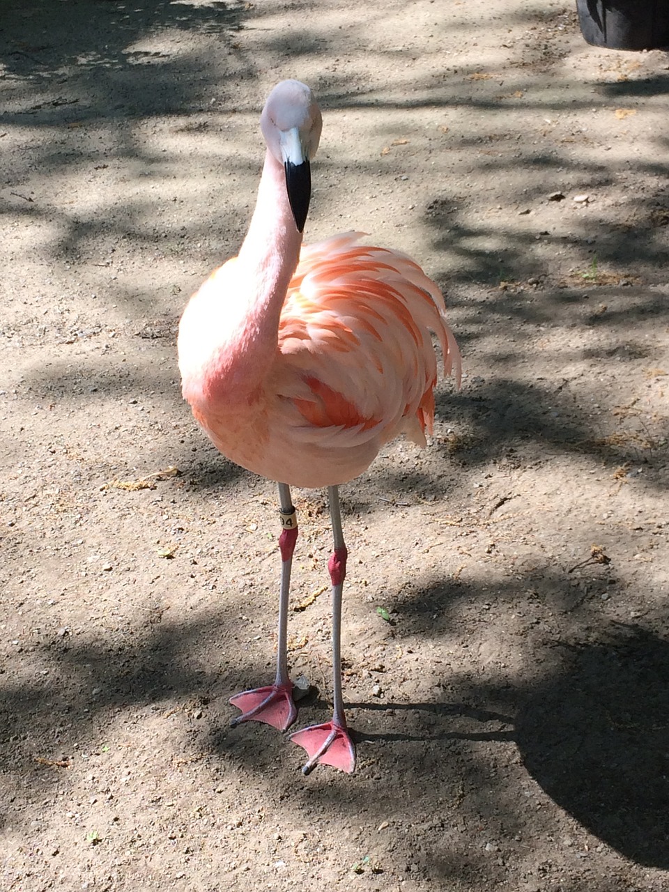 Flamingo, Paukštis, Zoologijos Sodas, Nemokamos Nuotraukos,  Nemokama Licenzija