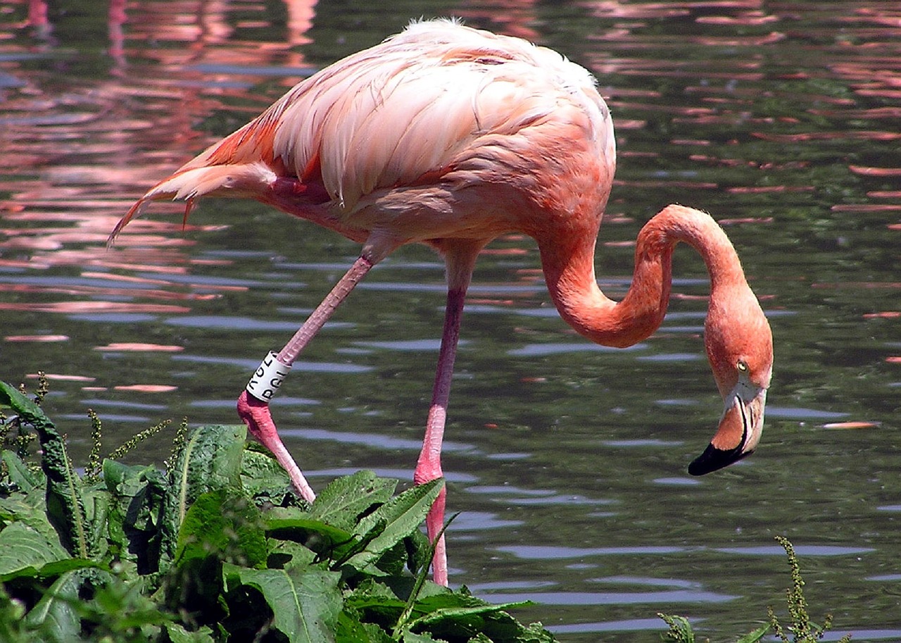 Flamingo, Paukštis, Vandens Paukščiai, Rožinis, Zoologijos Sodas, Egzotiškas, Atogrąžų, Spalvinga, Laukinė Gamta, Gamta