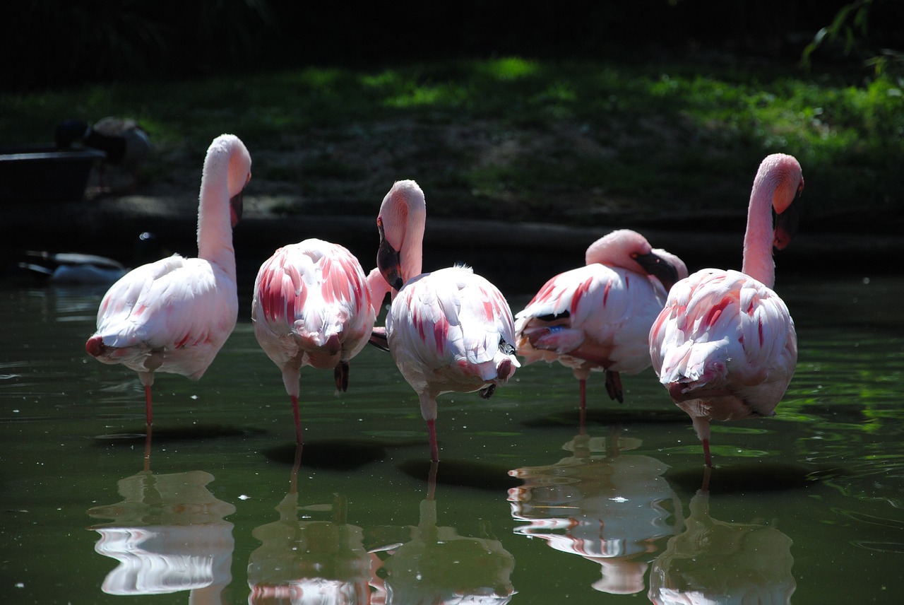 Flamingo,  Paukštis,  Vanduo,  Kojos,  Raudona,  Rožinis,  Atogrąžų,  Gamta,  Zoologijos Sodas,  Laukiniai