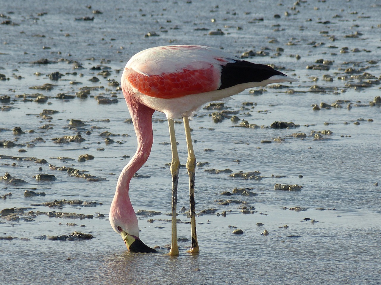 Flamingo, Čile, Pietų Amerika, Atacama, Dykuma, San Pedro De Atacama, Gamta, Salar De Atacama, Druskos Ežeras, Paukštis