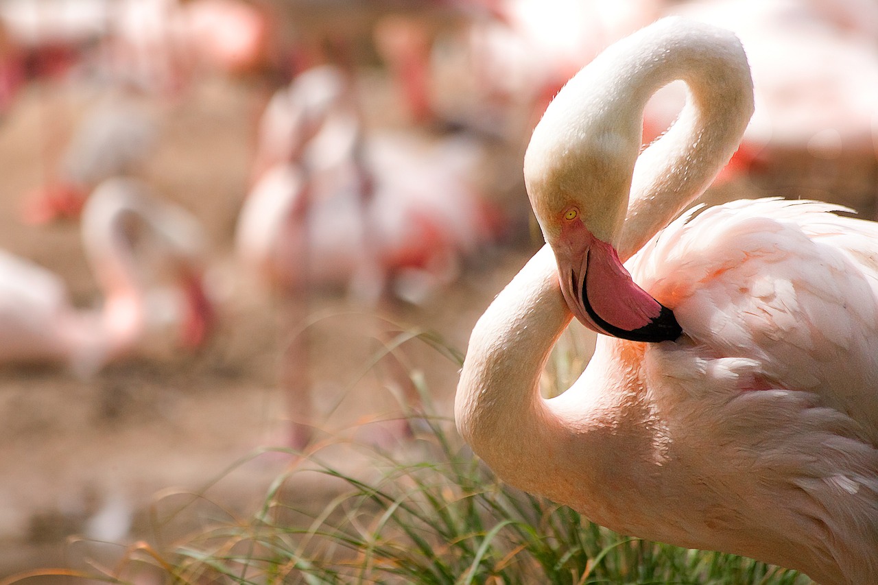 Flamingo, Paukštis, Vandens Paukštis, Rožinis Flamingas, Egzotiškas, Rožinis, Plunksna, Plumėjimas, Raudona, Padaras