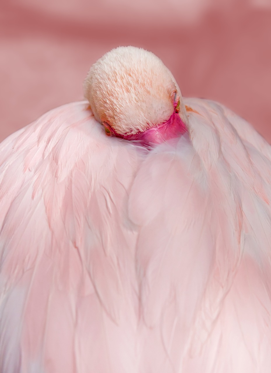 Flamingo,  Rožinis,  Paukštis,  Vandens Paukštis,  Plunksna,  Rožinis Flamingas,  Egzotiškas,  Gyvūnas,  Gamta,  Pavasario Suknelė