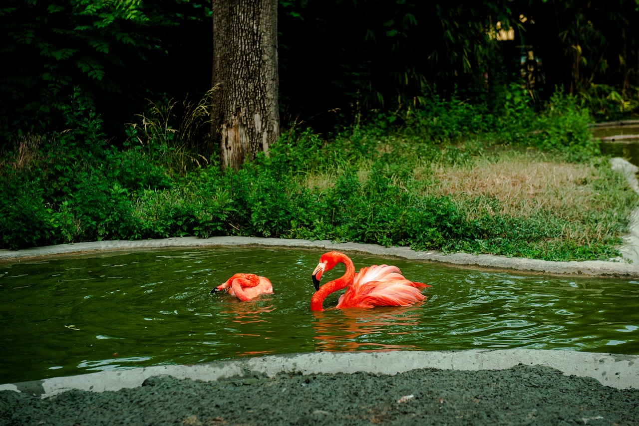 Flamingo,  Oranžinė,  Vanduo,  Plaukti,  Motyvas,  Rūšis,  Gamta,  Paukštis,  Gyvūnas,  Plumėjimas