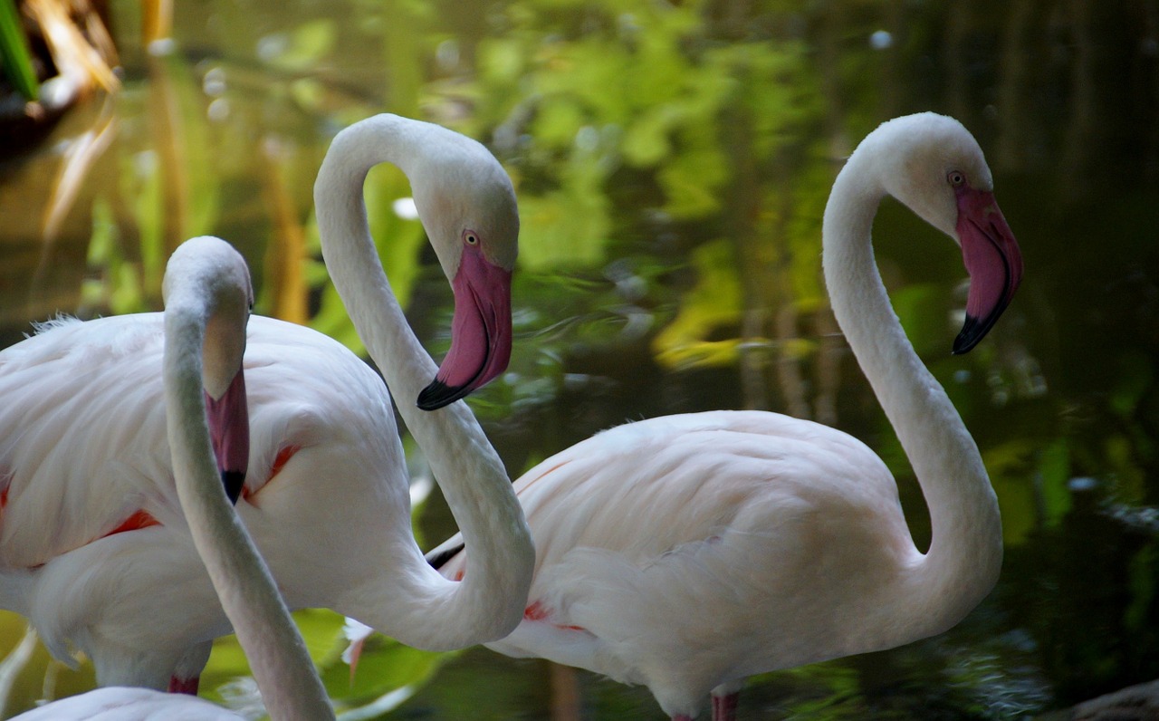 Flamingo, Flamingos, Vandens Paukštis, Snapas, Paukščiai, Rožinis, Nemokamos Nuotraukos,  Nemokama Licenzija