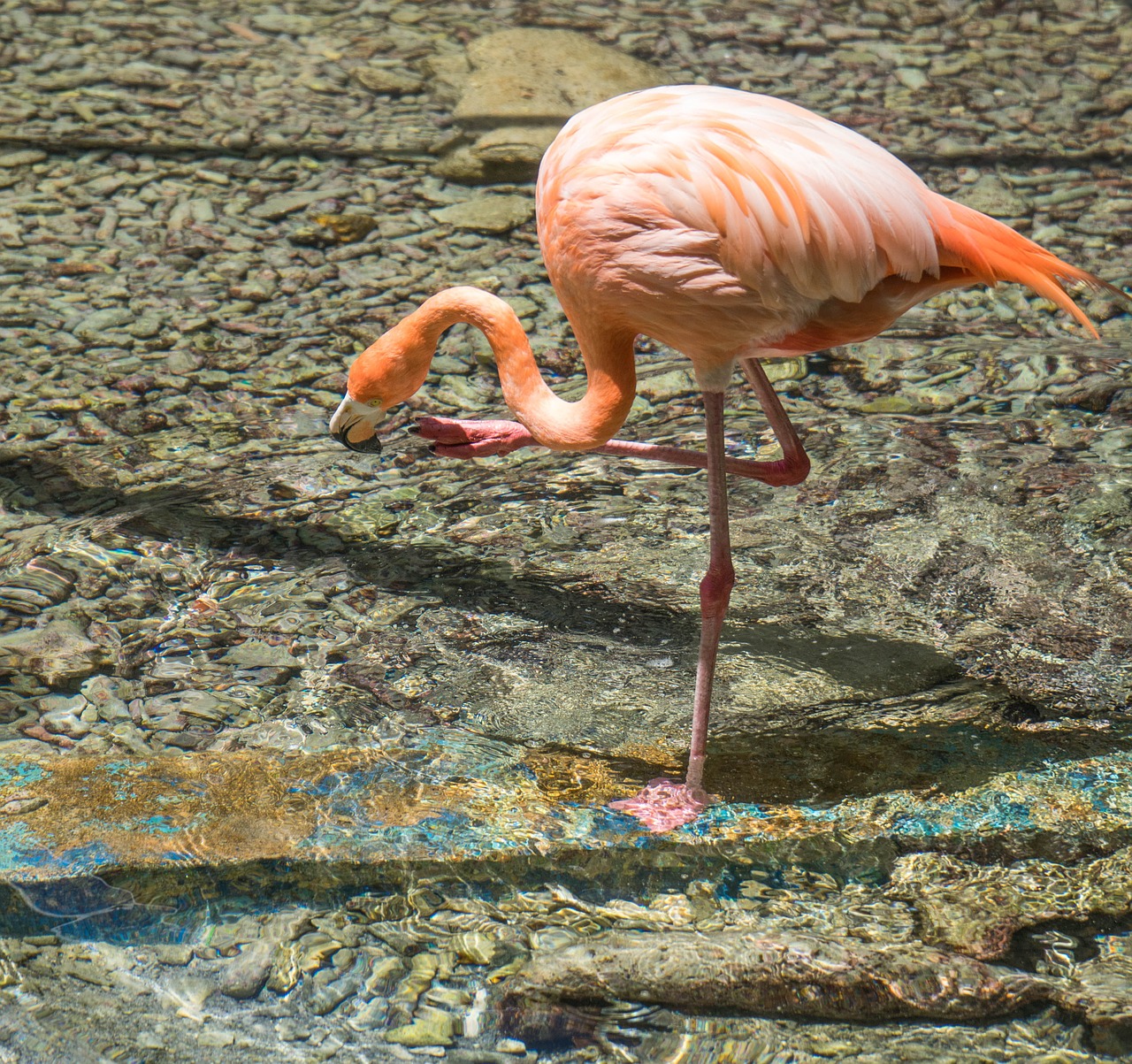 Flamingo, Viena Kojelė, Rožinis, Paukštis, Gamta, Gyvūnas, Laukinė Gamta, Plunksna, Kojos, Stovintis