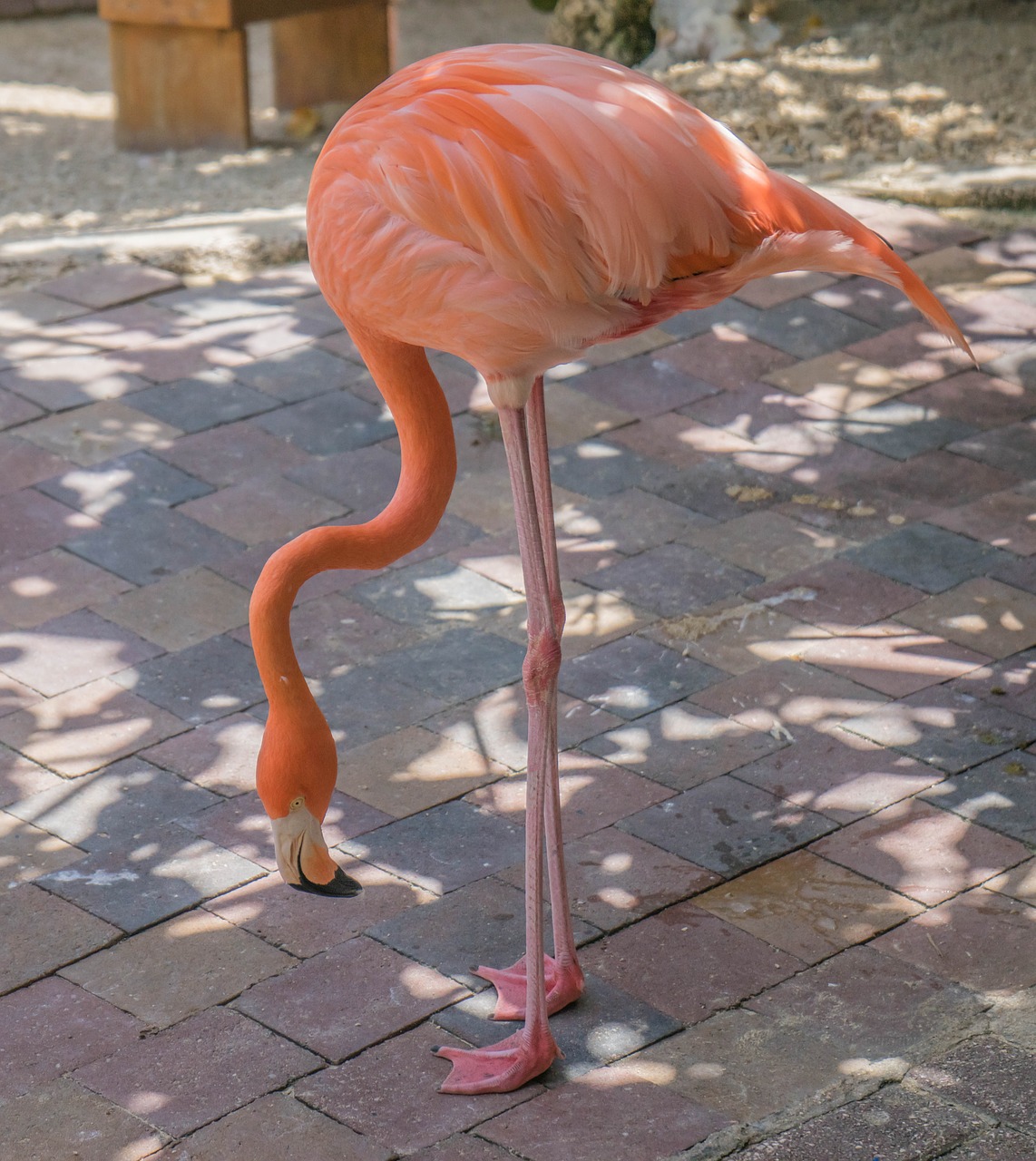 Flamingo, Rožinis, Paukštis, Gamta, Gyvūnas, Laukinė Gamta, Plunksna, Kojos, Stovintis, Atogrąžų