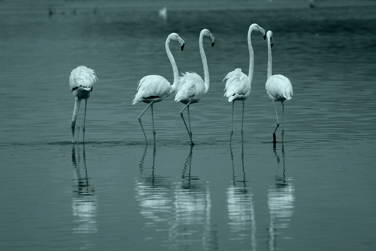 Flamingo, Paukštis, Ežeras, Izmir, Nemokamos Nuotraukos,  Nemokama Licenzija